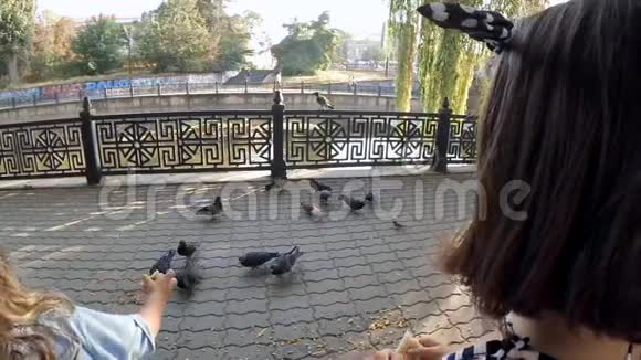 下面的动作一个在公园里喂鸽子的孩子视频的预览图