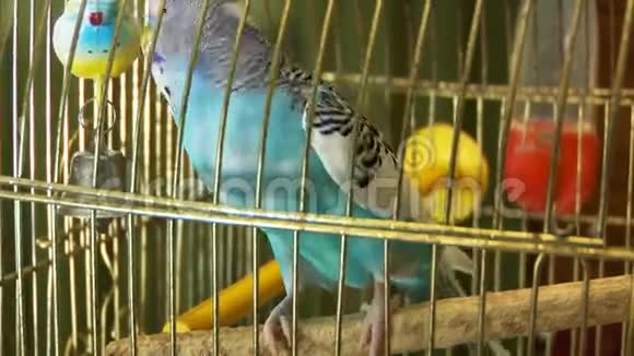 蓝色鹦鹉视频的预览图