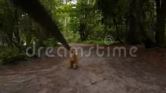 在树林里散步的布拉克西洛瓦格里芬犬视频的预览图