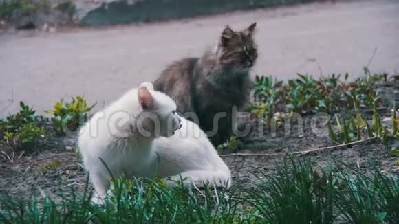 公园的街道上有两只白猫和灰猫慢动作视频的预览图