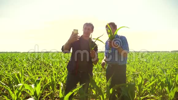 玉米两个农民研究智能手机做自拍走过他的田地走向相机慢速视频玉米地视频的预览图
