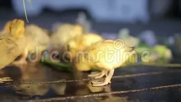 小鸭子享受水滴视频的预览图