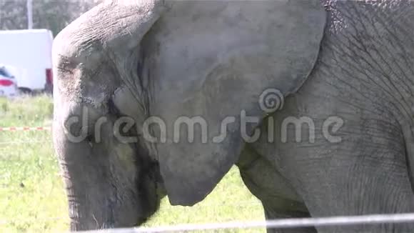 马戏团大象视频的预览图