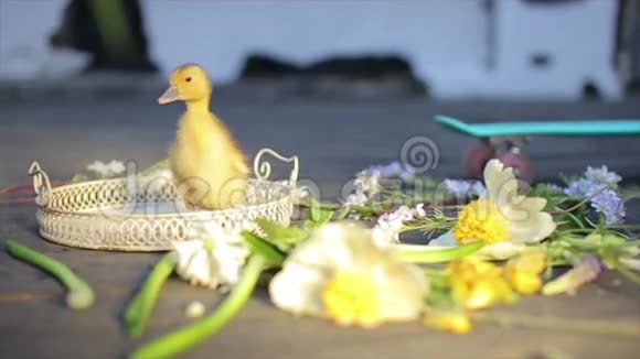 小黄鸭在阳光下反射视频的预览图