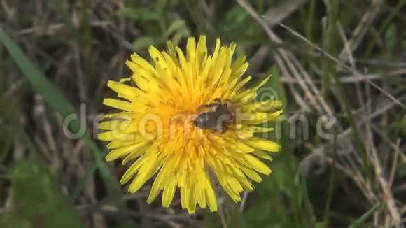 蒲公英上的蜜蜂视频的预览图