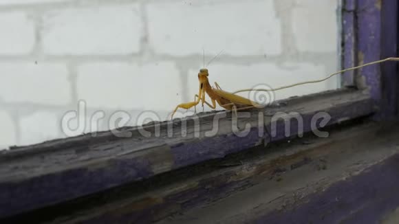 好斗的怀孕雌性黄螳螂在旧窗户上抬起爪子和尾巴视频的预览图