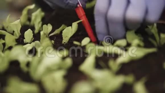 农民种植莴苣沙拉苗视频的预览图