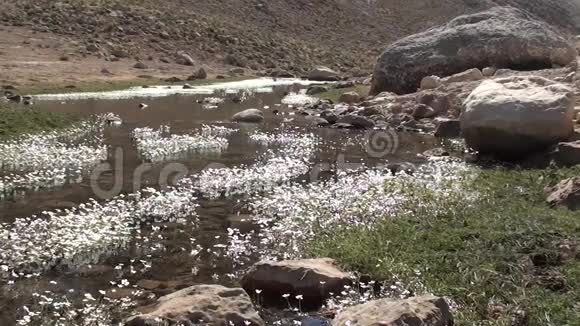 高地溪流在花2视频的预览图