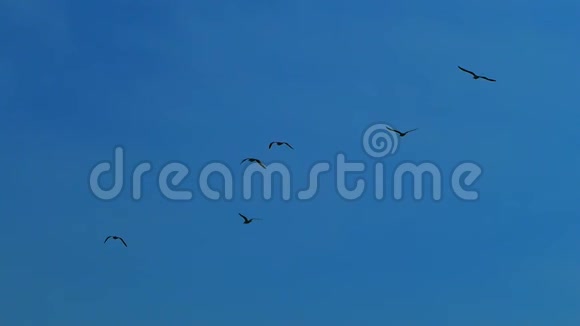 慢动作迎着蓝天飞翔一群黑鸟视频的预览图