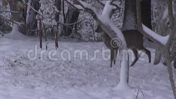 冬天花园里的鹿视频的预览图