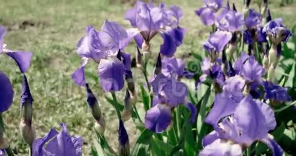 紫色鸢尾花在花坛上移动视频的预览图