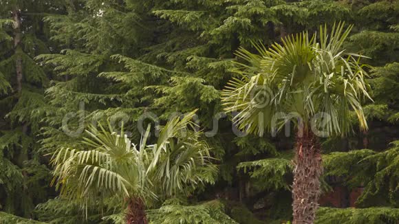 针叶树背景上的两棵棕榈树视频的预览图