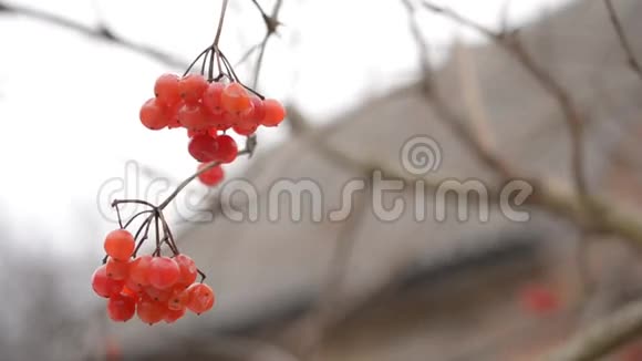 冬季背景模糊的成熟红浆果视频的预览图