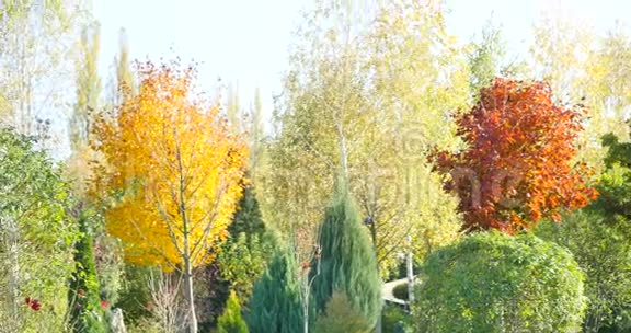 有彩色叶子的秋天花园视频的预览图