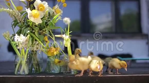 小黄滑稽小鸭和夏天的花束视频的预览图