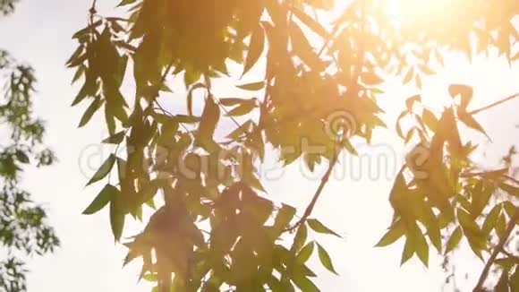 大自然以清新的树叶和阳光的复古色彩分级春天的绿叶和阳光视频的预览图