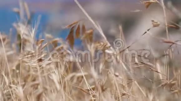 在菲伦特角蓝色海洋背景上的燕麦小穗克里米亚3840x2160视频的预览图