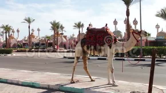 埃及沙姆沙伊赫2016年11月30日一个带骆驼的人在草原上散步视频的预览图