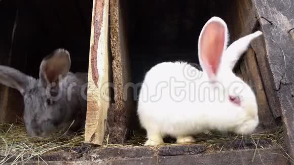 两只兔子坐在笼子里视频的预览图