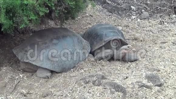 巨大的加拉帕戈斯龟在岩石和绿草圣克鲁斯岛视频的预览图