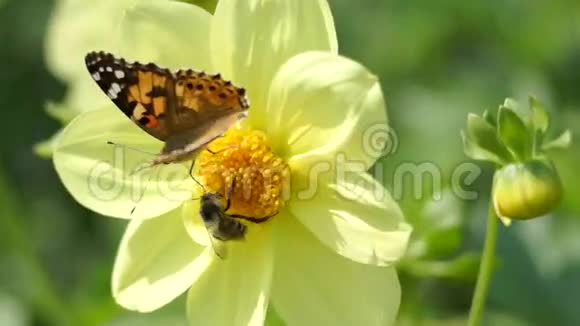 蜜蜂从花里扔蝴蝶视频的预览图