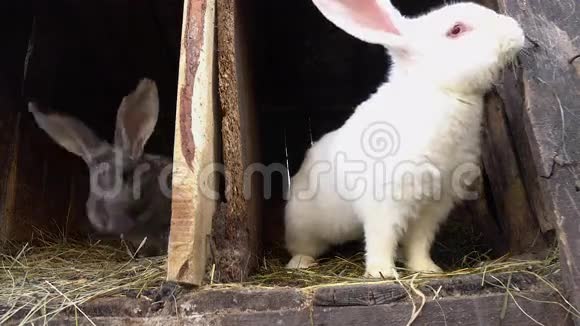两只兔子坐在笼子里视频的预览图