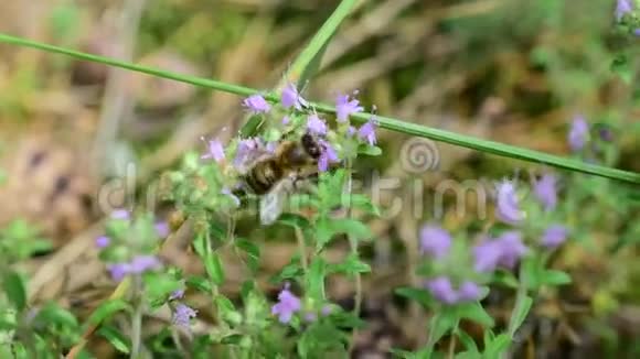 蜜蜂从百里香花中采蜜视频的预览图