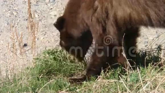 一只棕色熊吃着甜草的特写镜头视频的预览图