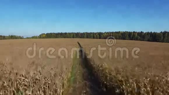 飞行在成熟玉米地上方道路肮脏空中全景视频的预览图