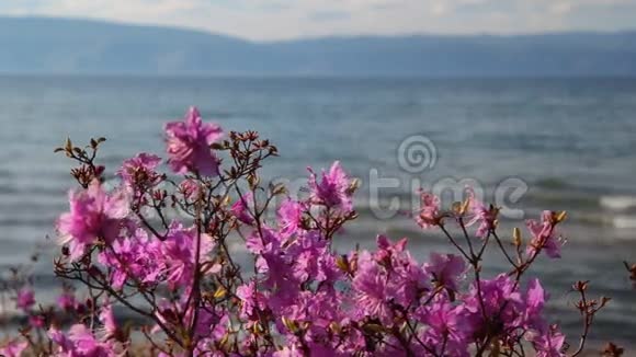 迷迭香花开在贝加尔湖的背景上视频的预览图