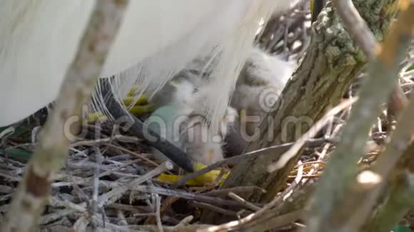 大白鹭与幼雏同巢视频的预览图