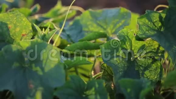 有机农场农民采摘黄瓜的特写镜头视频的预览图