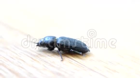 黑甲虫在木板上爬行视频的预览图