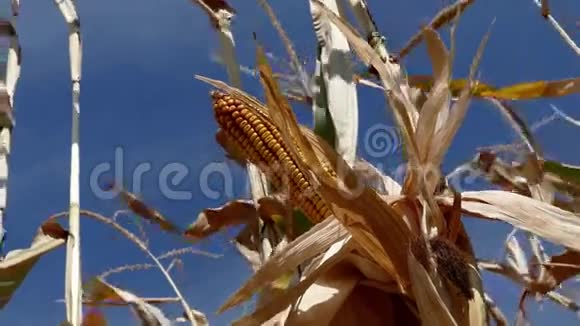 玉米视频的预览图