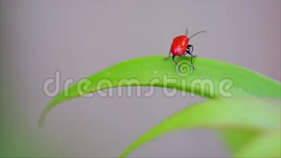 大片绿叶上的小红甲虫宏观政策视频的预览图