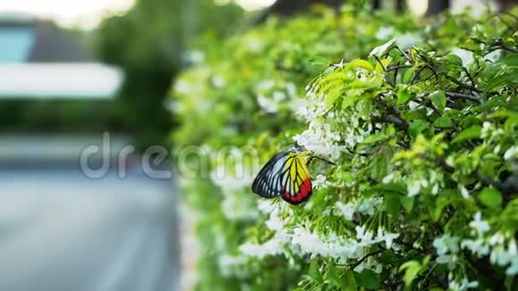 绽放的白色花朵和五颜六色美丽的蝴蝶在缓慢的运动1920x1080视频的预览图