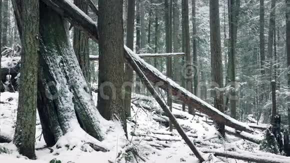 在白雪皑皑的冬林中穿过秋天的原木视频的预览图