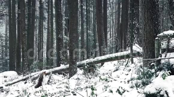 穿过森林的山坡埋在雪中视频的预览图