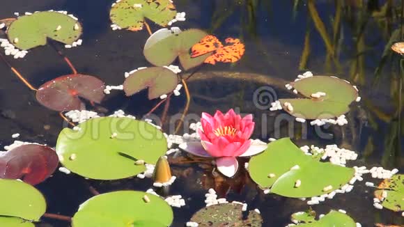 花园池塘里有水草和青蛙视频的预览图