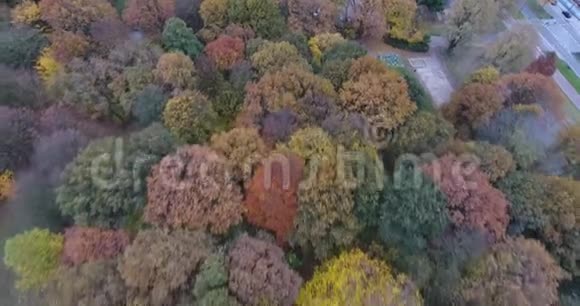 在公园里飞过秋天的彩树视频的预览图