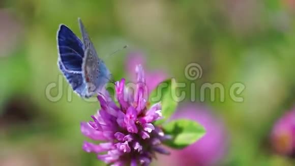 美丽的蝴蝶蓝色的翅膀坐在田野上粉红色的花视频的预览图
