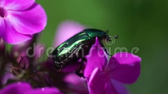 粉红色紫罗兰花上的绿色大甲虫视频的预览图
