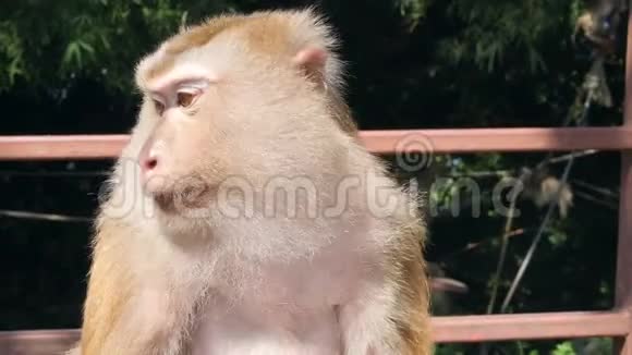 有趣的野猴子坐在公园里普吉镇猴山泰国普吉岛4K视频的预览图