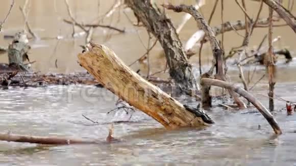 被淹没的森林景观有沼泽和死树河水泛滥水冲毁了河岸淹没了森林视频的预览图