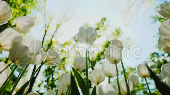 春天的花朵映衬着蓝天和太阳白色郁金香视频的预览图