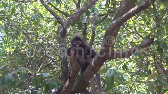 泰国树上的深色猴子视频的预览图