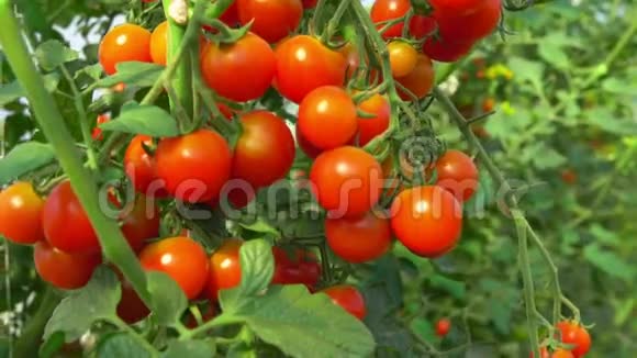 成熟的樱桃番茄挂在树枝上视频的预览图