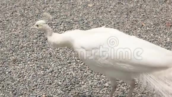美丽的白色孔雀视频的预览图