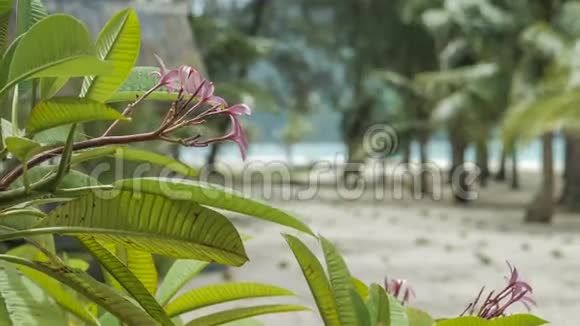 阳光明媚的一天棕榈在风中移动视频的预览图