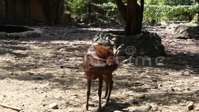 动物园里的巴拉望小鹿视频的预览图